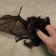 Illustration for article titled Baby Bat Burritos